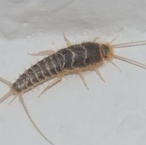 Si encontr&aacute;s este bichito en tu casa, ten&eacute;s un grave problema 