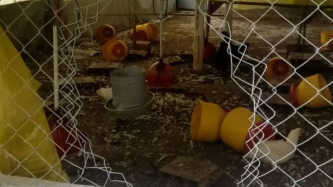 Norte�o vio a un chango robandose sus gallinas y lo dej� en coma