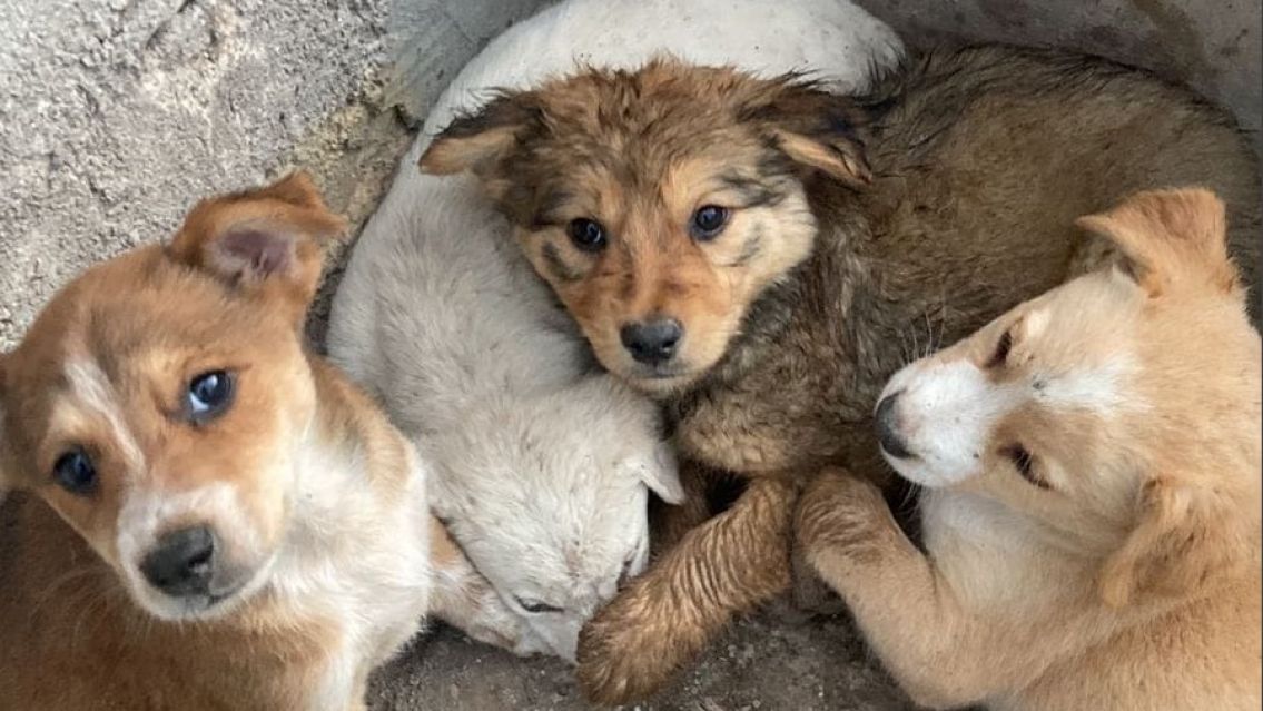En plena tormenta encontraron 4 cachorritos abandonados en Chijra: Buscan hogar