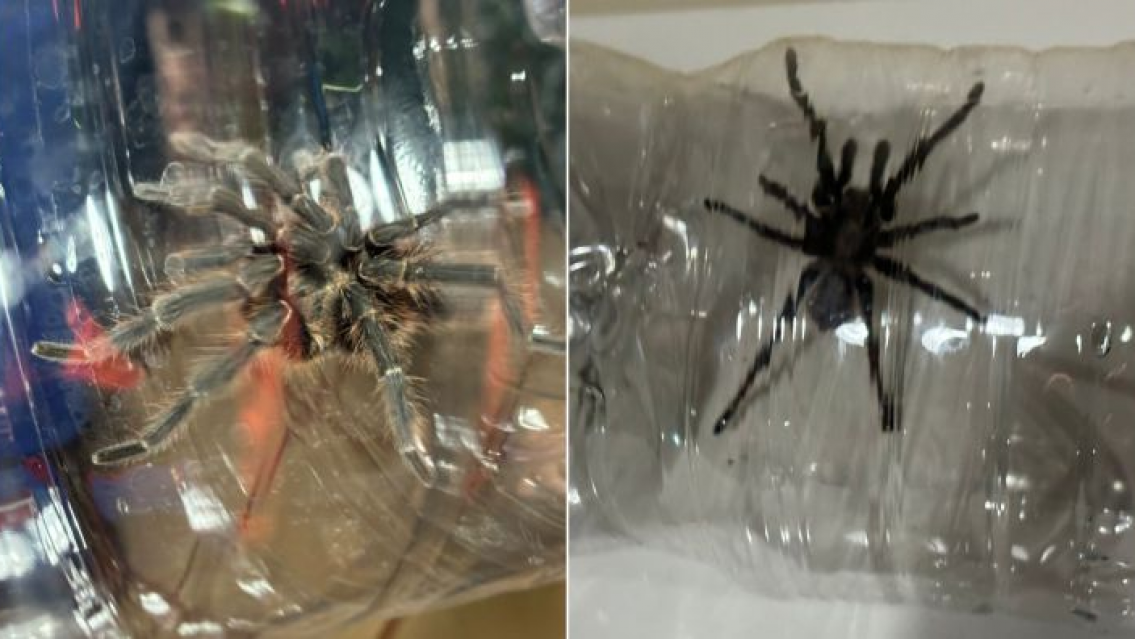 TREMENDA TARÁNTULA: guarda con las apariciones típicas de esta época