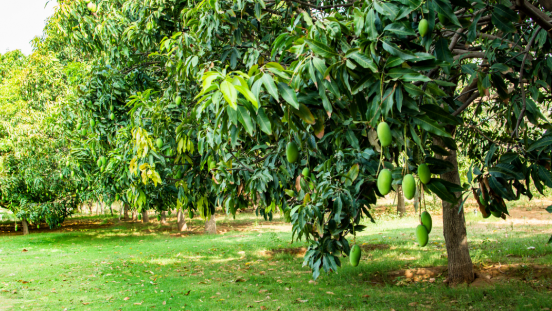 "Vamos a buscar mangos": juje�o llevaba a su sobrinita al campo y le hac�a cosas horribles