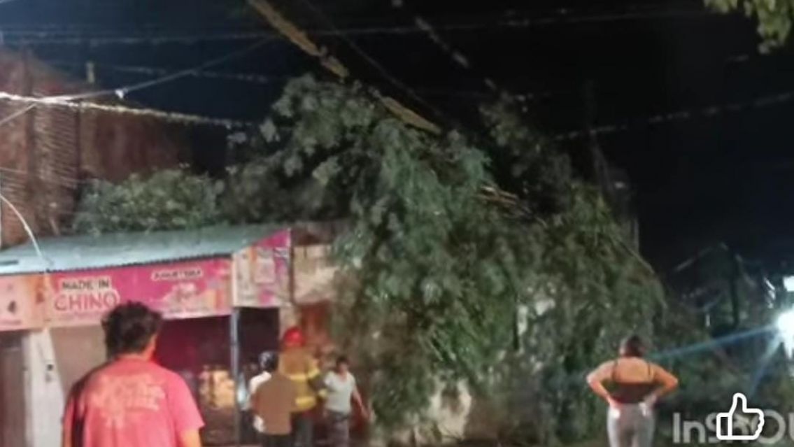 Cayó un rayo y partió un árbol en medio de un barrio jujeño: tremendo susto