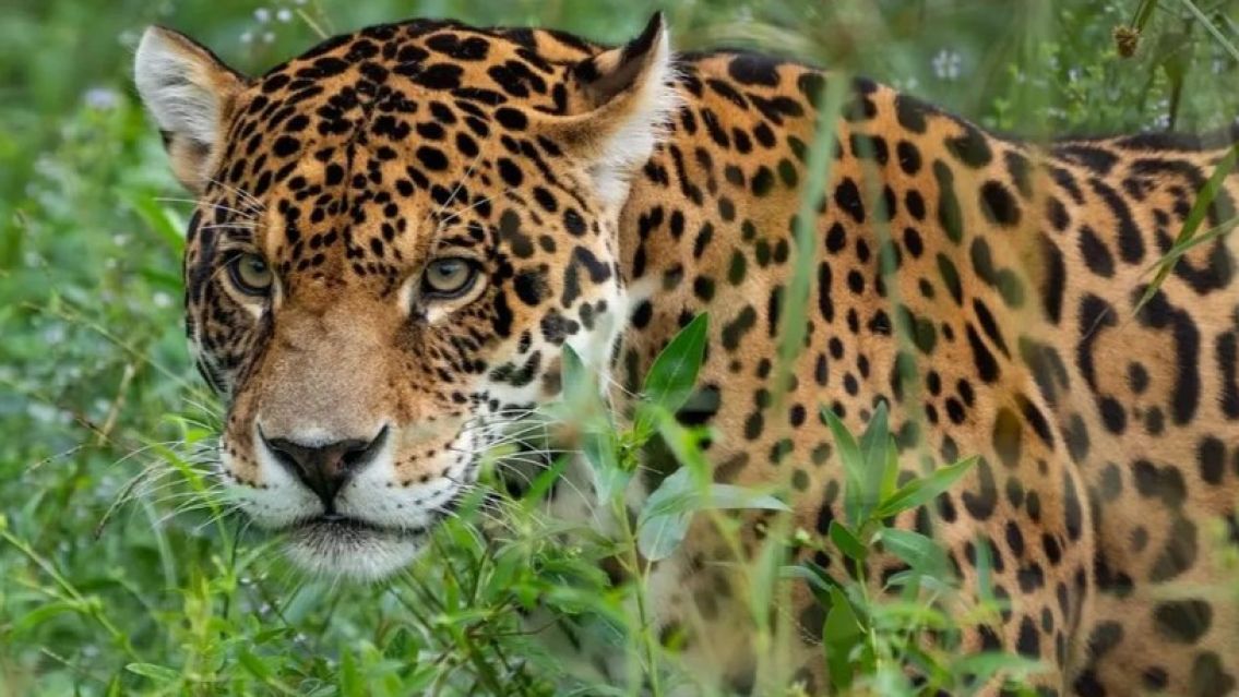 Jujuy usará tecnología satelital para estudiar al yaguareté