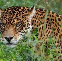 Jujuy usar&aacute; tecnolog&iacute;a satelital para estudiar al yaguaret&eacute;