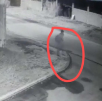 Aseguran haber visto un "alma en pena", hizo el mismo trayecto antes de morir