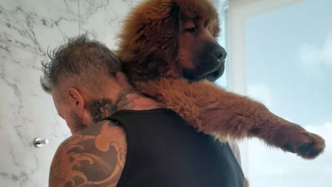 Pasado de peso, critican a Marcelo Tinelli por cómo tiene a su perro