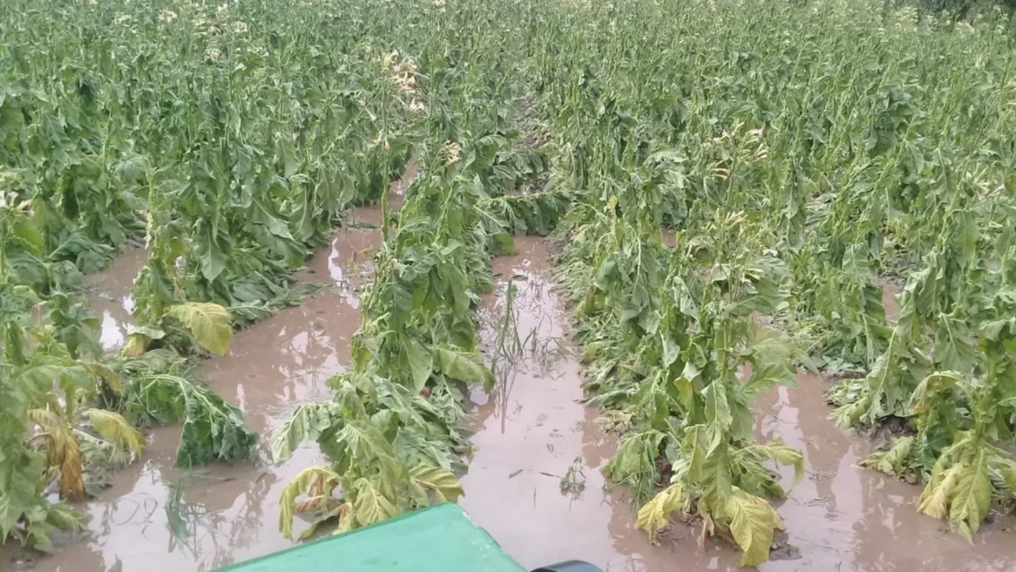 Productores tabacaleros jujeños afectados por lluvias y granizo