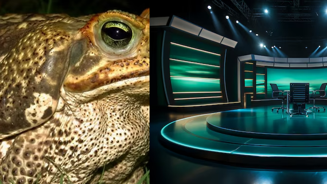 Dolor por la muerte de la actriz m�s querida, falleci� luego de lamer una rana