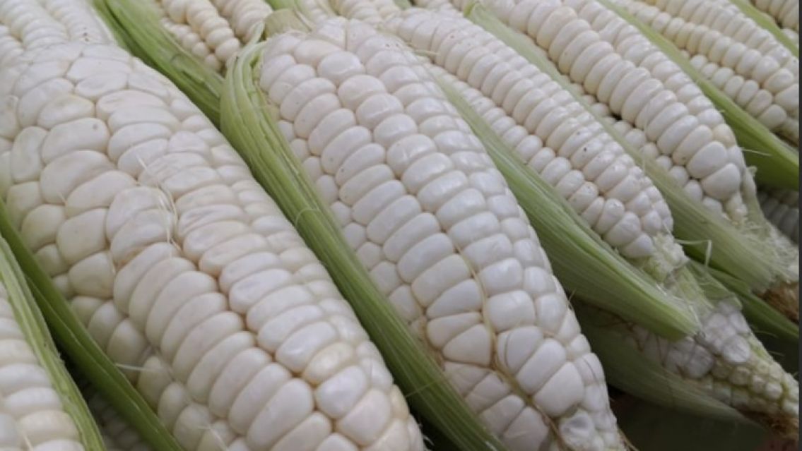 El precio del choclo blanco en Jujuy llega a $8.000 la docena