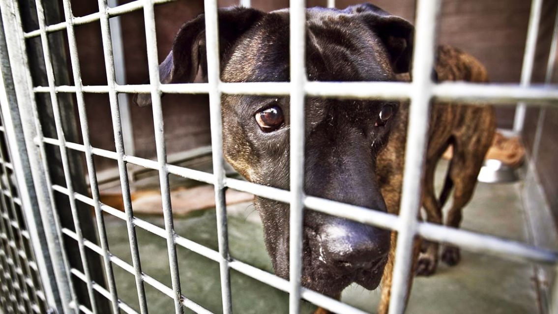 En Palpalá agarraron a una perrita a machetazos: un abuelito el principal sospechoso