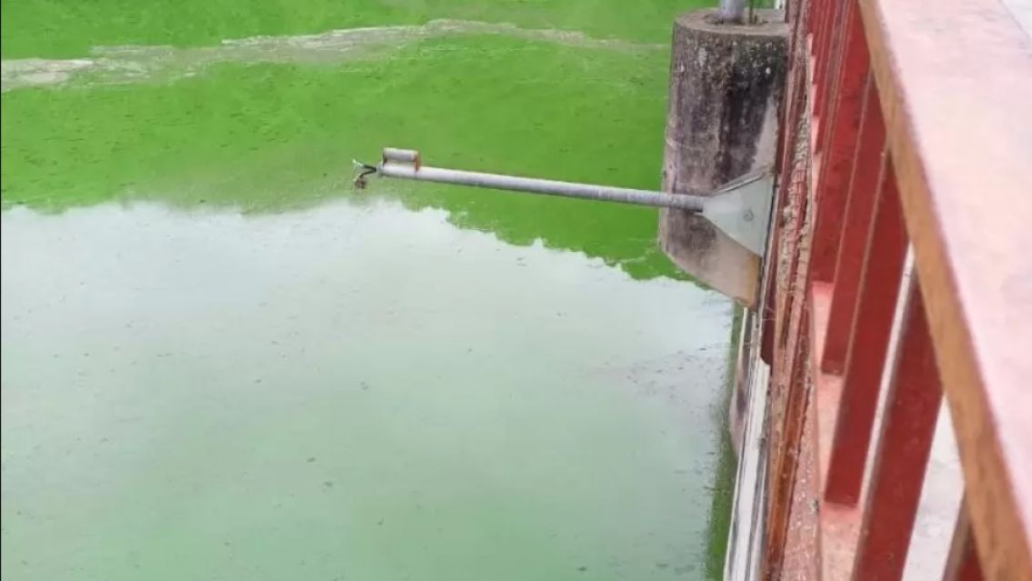 Una especie de alga causa alerta en Los Alisos: no comer peces de ahí