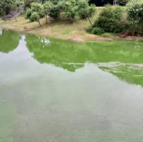 Misterio en un dique de Jujuy: apareci&oacute; con manchones verdes 