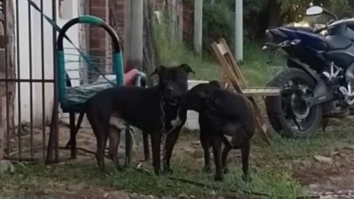 Caminaba tranquila por Alto Comedero y en un segundo, vivió el horror con dos pitbulls