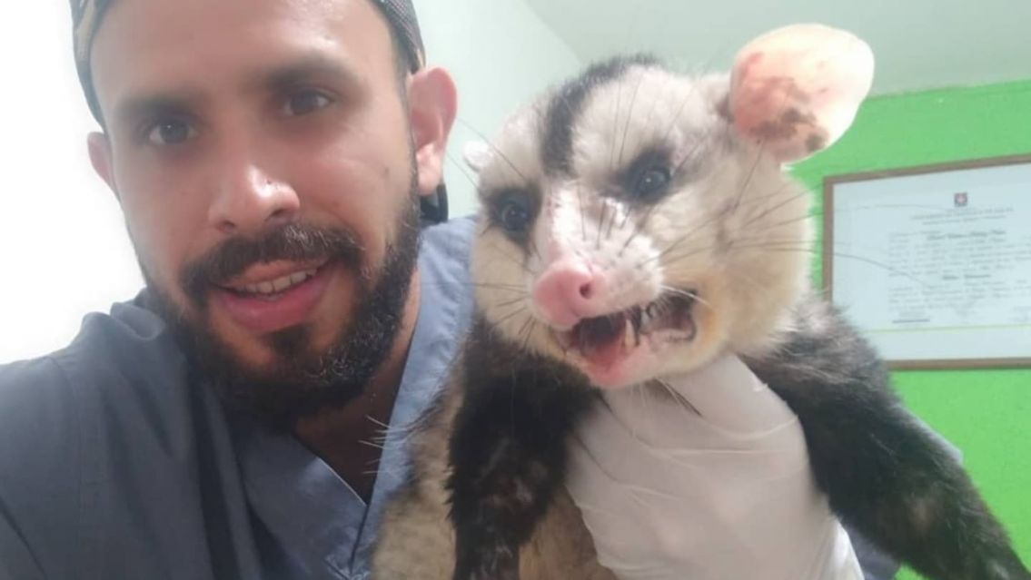 Temporada de zarigüeyas en Jujuy: todo lo que tenés que saber