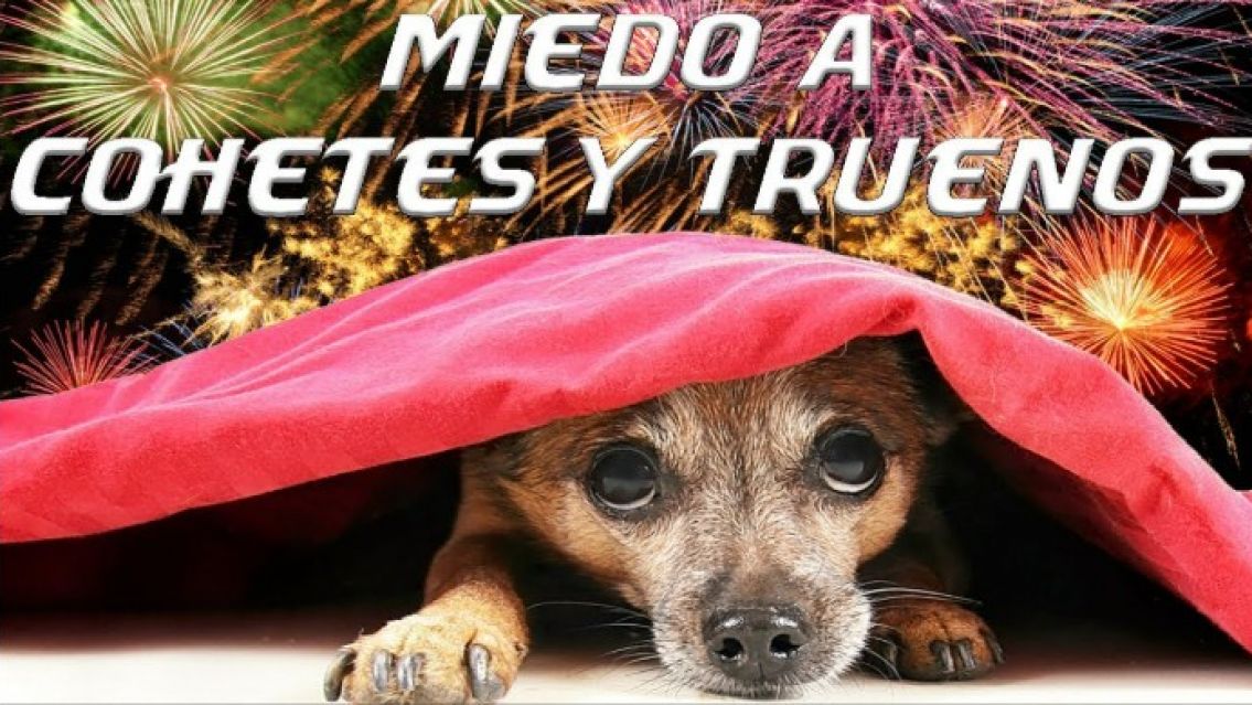 Fiestas y mascotas: cómo proteger a los animales de la pirotecnia