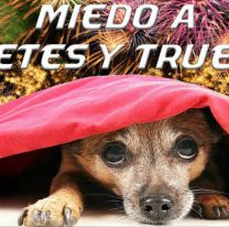 Fiestas y mascotas: c&oacute;mo proteger a los animales de la pirotecnia