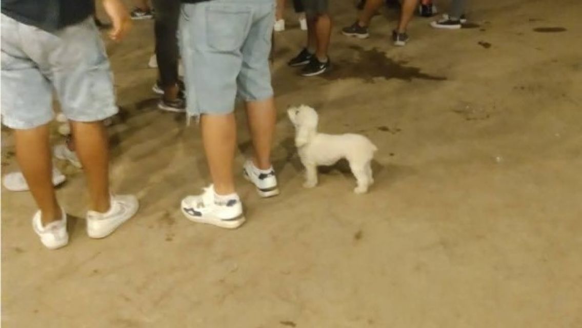 Polémica en Perico: un hombre llevó a su perrito a una carpa bailable