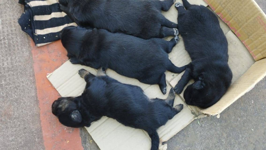 Abandonan a una perra con sus cachorros en las 18 Hectáreas de Alto Comedero