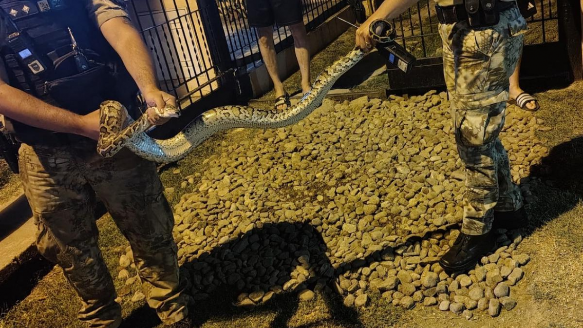 ¡¡Qué es eso!! Vecinos llamaron gritando a la Policía por una enorme pitón