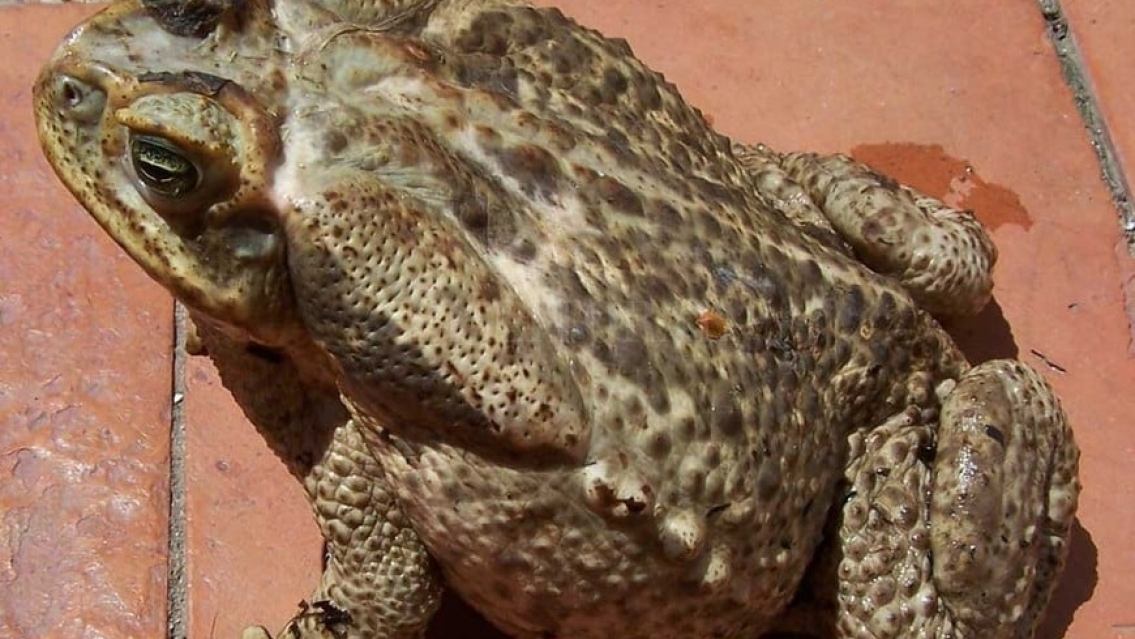 Actriz hizo el "ritual" de la rana alucinógena y murió