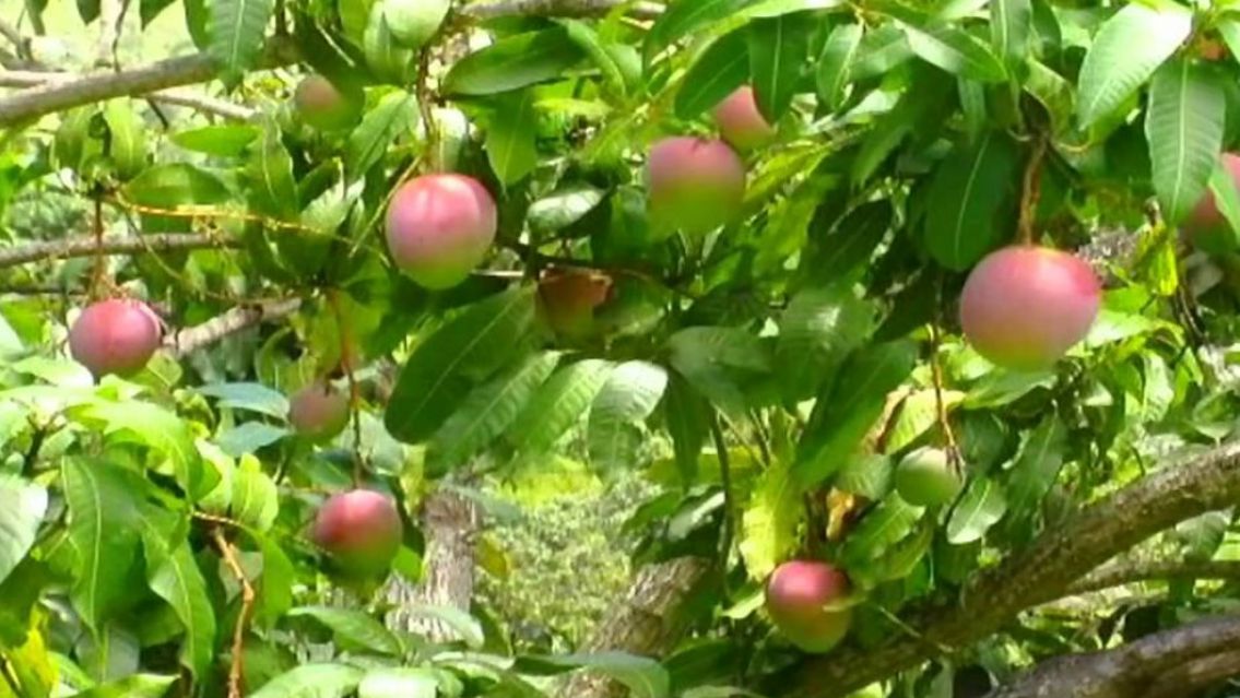 Luis ten�a 14 a�os, sali� a juntar mangos y nunca volvi�: Le hicieron lo peor