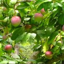 Luis ten&iacute;a 14 a&ntilde;os, sali&oacute; a juntar mangos y nunca volvi&oacute;: Le hicieron lo peor