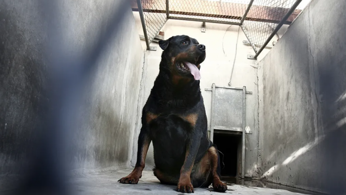 "Fue un descuido": rottweiler se escapó en TIlcara y casi mata a una nena