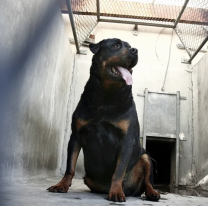 "Fue un descuido": rottweiler se escap&oacute; en TIlcara y casi mata a una nena