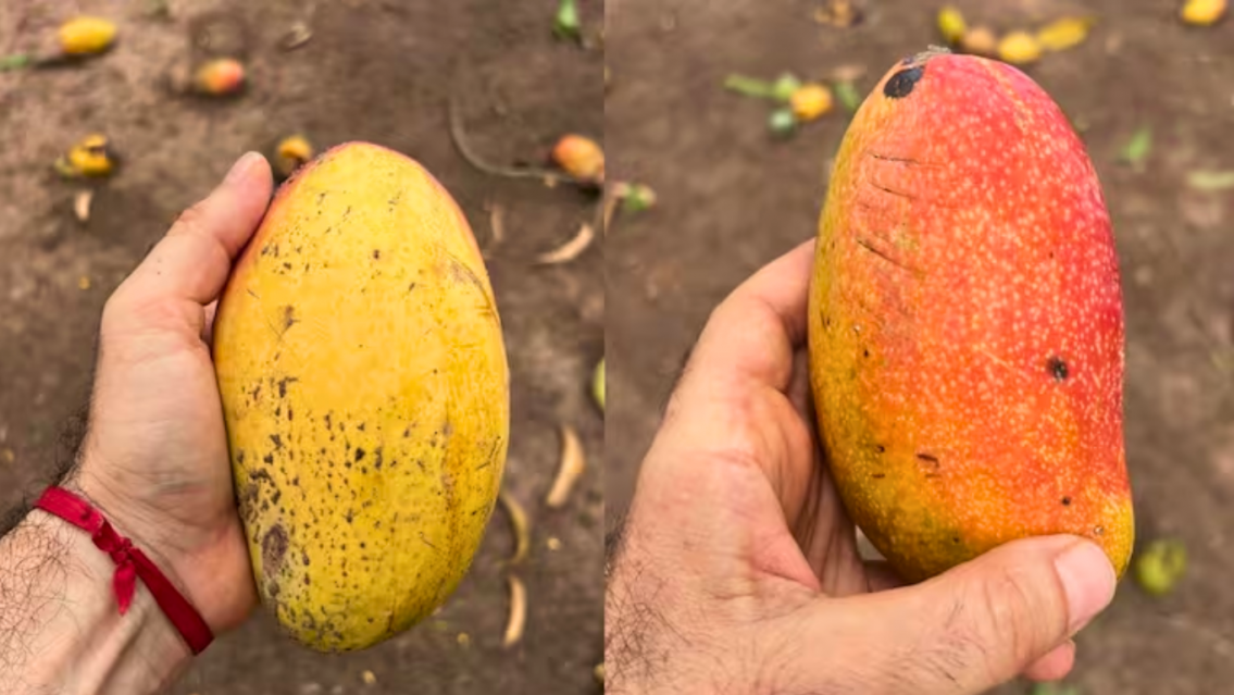 Lluvia de mangos: el lugar donde solo ten�s que levantarlos sin pagar