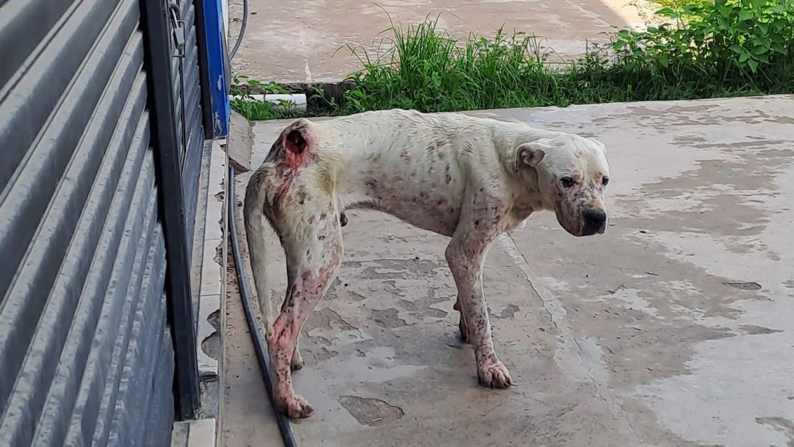 Palpal�: conmoci�n por las estremecedoras im�genes de un dogo abandonado