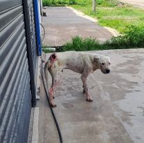 Palpal&aacute;: conmoci&oacute;n por las estremecedoras im&aacute;genes de un dogo abandonado
