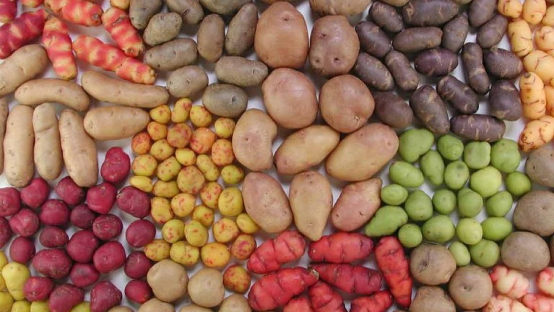 Las papas andinas de la Quebrada de Humahuaca son furor a nivel mundial