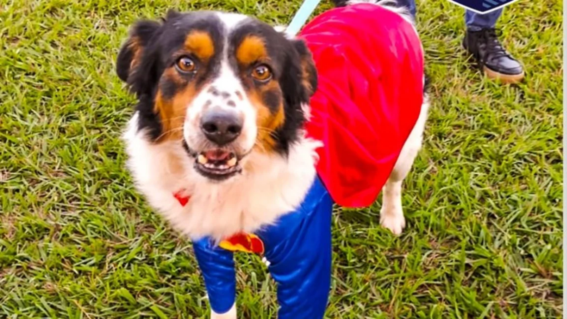 Lo más tierno que verás hoy: Yuyín el perro "guardián" de Palpalá