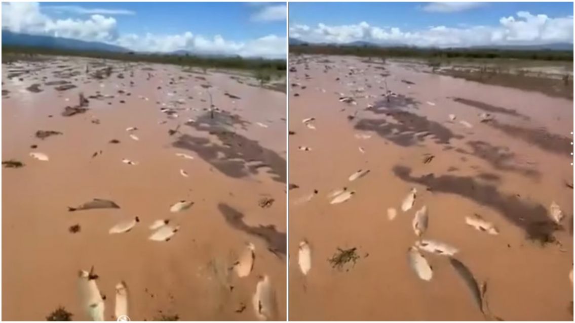 El cielo de los pescadores: miles de s�balos quedaron atrapados en el barro