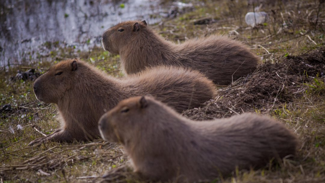 URGENTE: llegaron carpinchos a los diques de Jujuy
