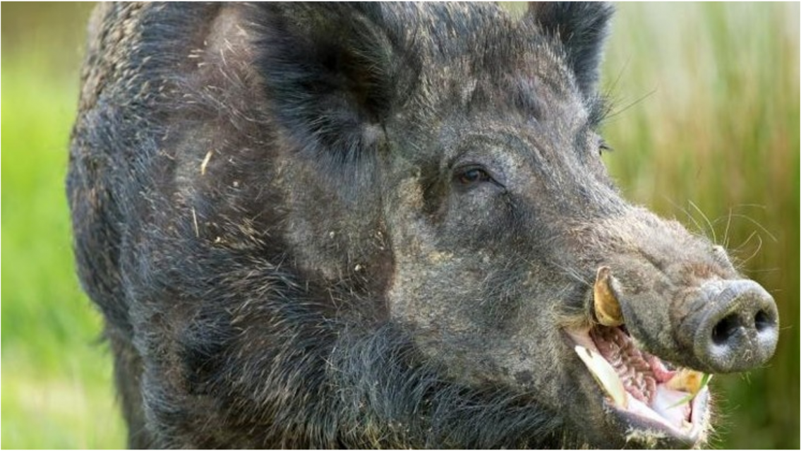 Norte�o fue atacado hasta la muerte por un "chancho del monte"