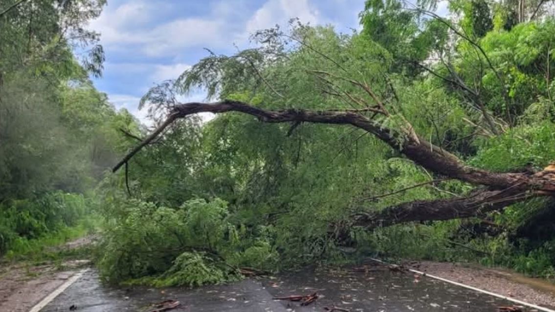 Rutas cortadas y árboles caídos en el interior de Jujuy: Circular con precaución
