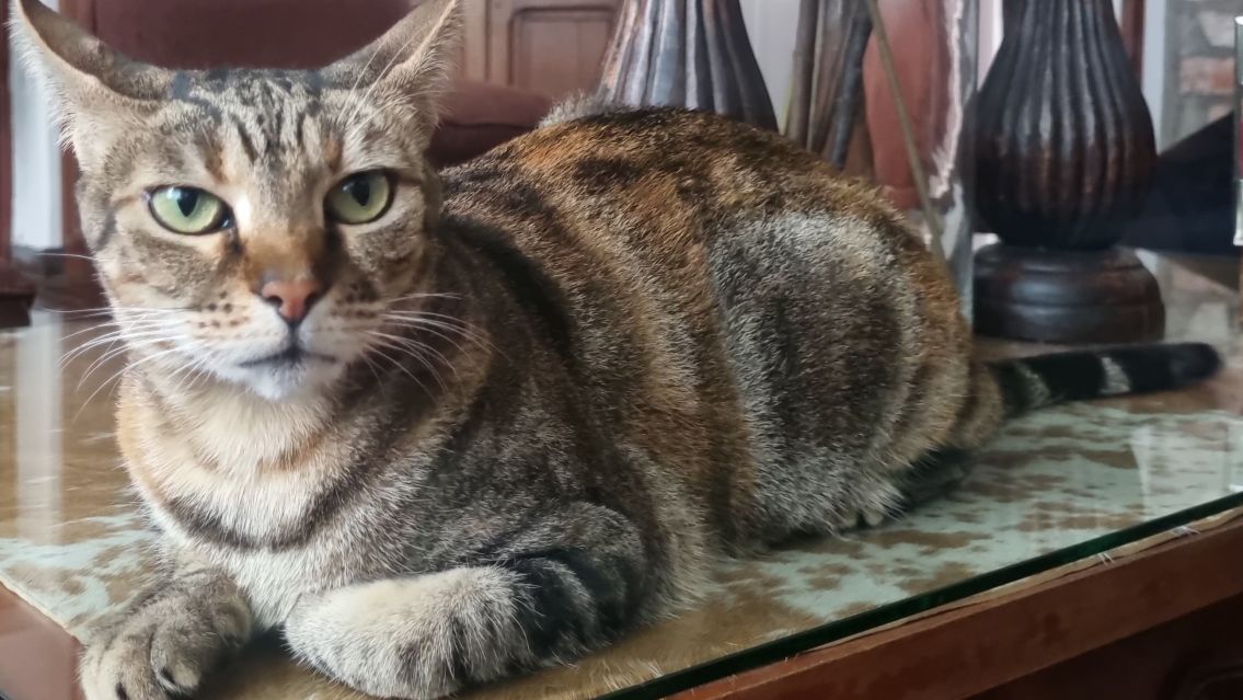 "No sabe vivir en la calle": familia jujeña desesperada por su gatita