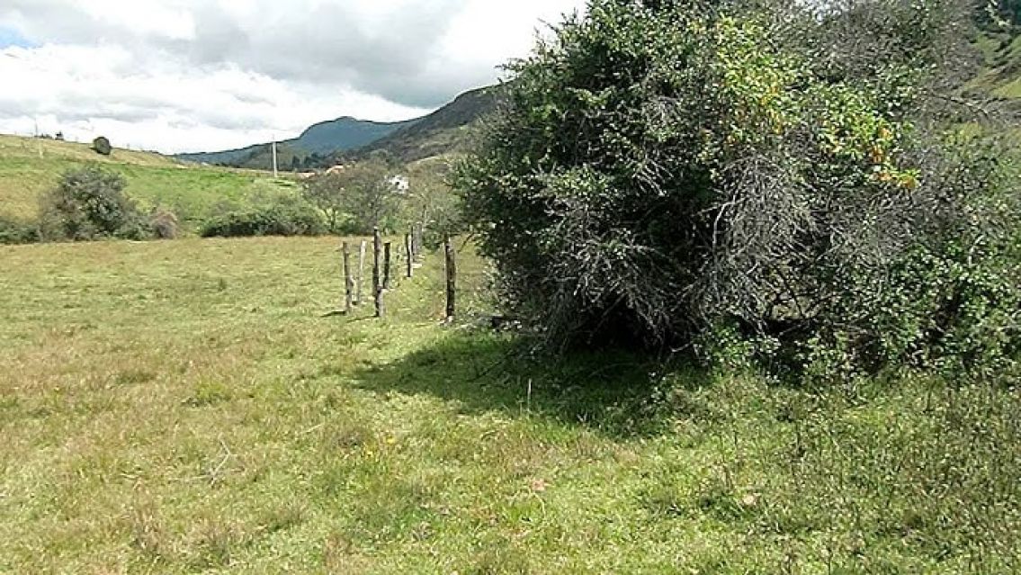 Apareci� el "vibor�n" en plena finca: asust� a todos