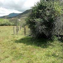 Apareci&oacute; el "vibor&oacute;n" en plena finca: asust&oacute; a todos