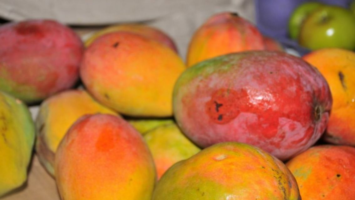 El mango de Bolivia perjudica la producci�n de Jujuy: No vendemos nada