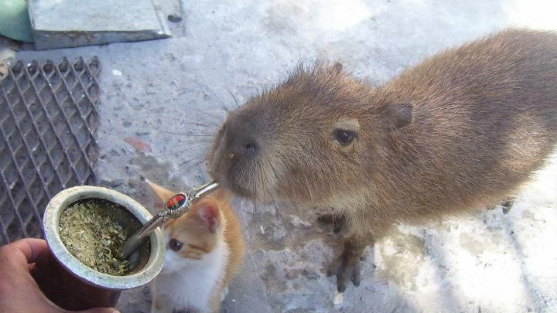 Vieron a carpinchos tomando mate "como todo argentino de bien"