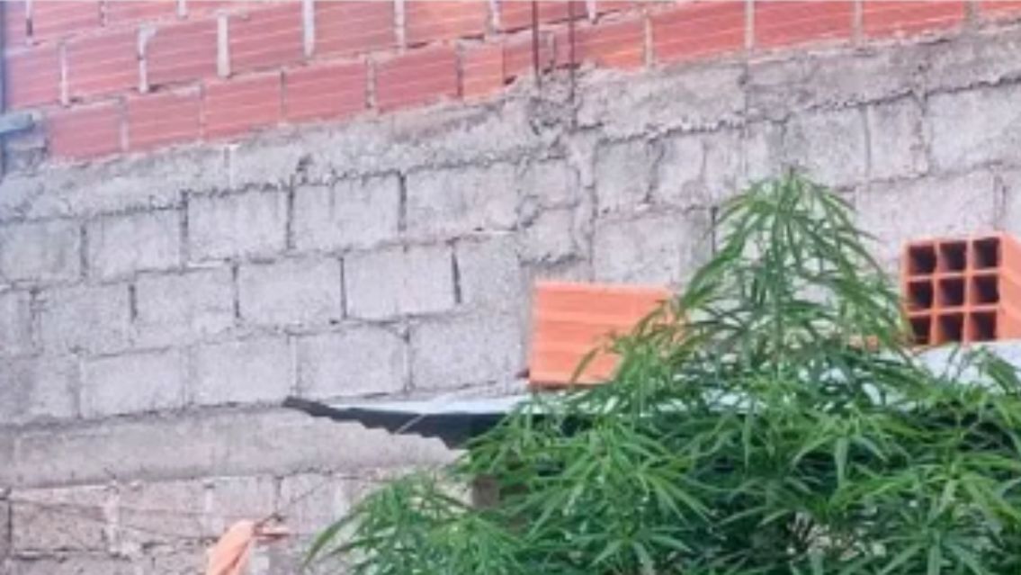 Vecinos sintieron un olor extraño, llamaron a la policía y se dieron con una sorpresa