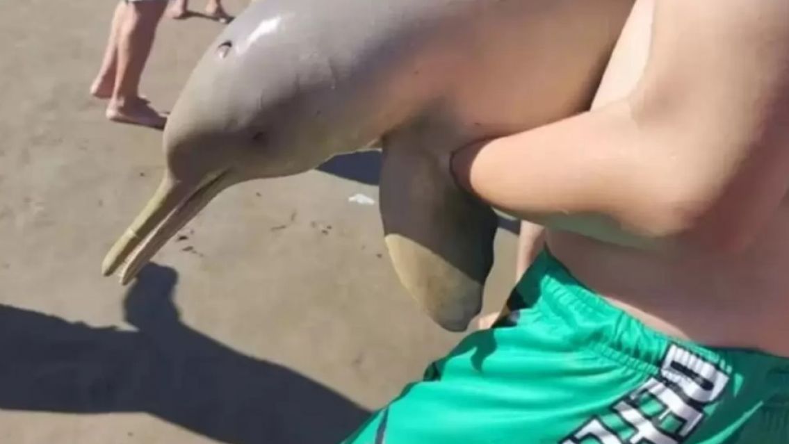 Sacó un delfín del agua para sacarse una foto y terminó de la peor manera