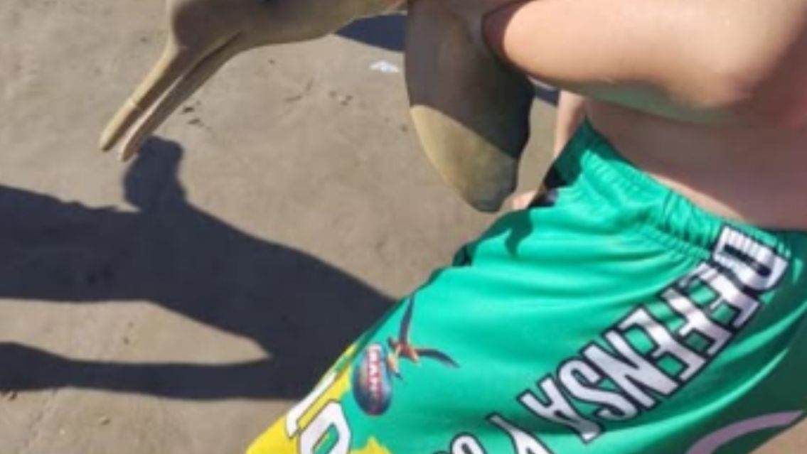 Turistas le hicieron algo terrible a un animalito en el mar