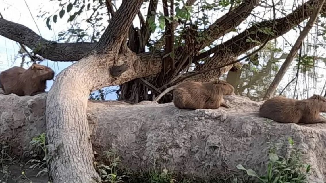 Los diques de Jujuy se llenaron de carpinchos: preocupaci�n porque cada vez hay m�s