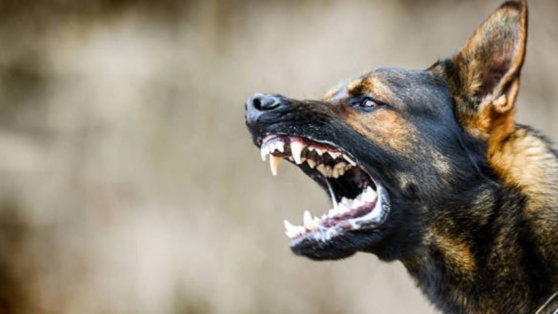 Criaturas quedaron con la cara destrozada por el ataque de varios perros en Jujuy