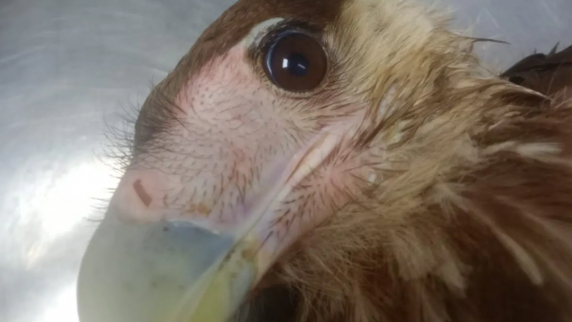 �Qu� pas� en Ciudad Cultural? Profesionales revisan a los animalitos envenenados