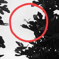 El helic&oacute;ptero que despert&oacute; a San Pedro: &iquest;qu&eacute; pas&oacute;?