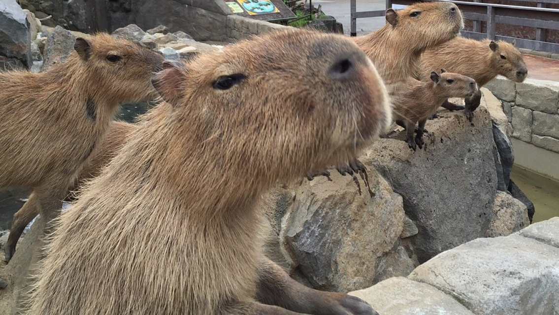 "También hay malos": una chica fue atacada por un capibara, a tener ojo